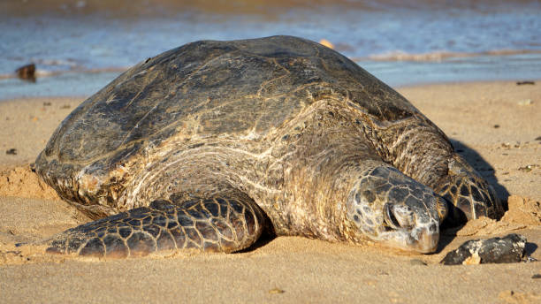 istock Hawaiian Green Sea Turtle Basking on the Beach 1340828313