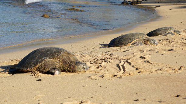 istock Hawaiian Green Sea Turtles Basking on the Beach 1340828347