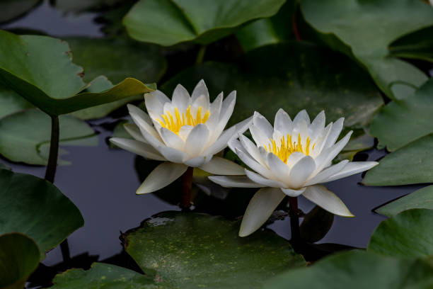 white or red water lilies in green leaves - flower single flower zen like lotus imagens e fotografias de stock