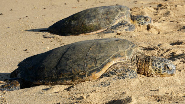istock Hawaiian Green Sea Turtles Basking on the Beach 1340828362