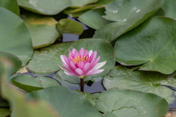 białe lub czerwone lilie wodne w zielonych liściach - flower single flower zen like lotus zdjęcia i obrazy z banku zdjęć