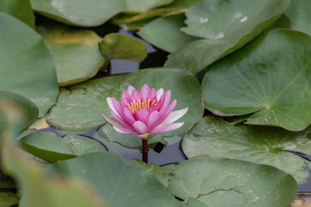 white or red water lilies in green leaves - flower single flower zen like lotus imagens e fotografias de stock