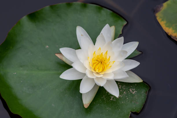 nénuphars blancs ou rouges en feuilles vertes - zen like single flower lotus water lily photos et images de collection