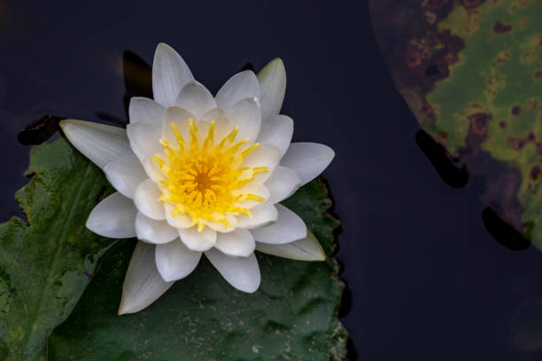 white or red water lilies in green leaves - flower single flower zen like lotus imagens e fotografias de stock