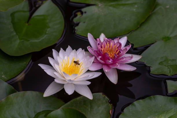 białe lub czerwone lilie wodne w zielonych liściach - flower single flower zen like lotus zdjęcia i obrazy z banku zdjęć