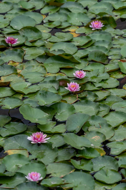 nénuphars blancs ou rouges en feuilles vertes - zen like single flower lotus water lily photos et images de collection
