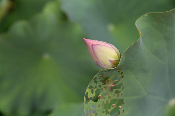 istock Pink lotus on a gray background 1340828400