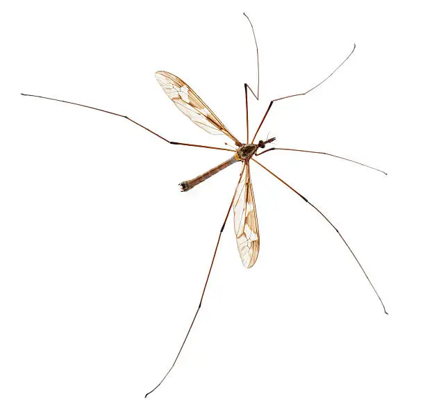 Crane fly or daddy long-legs, Tipula maxima, in front of white background.