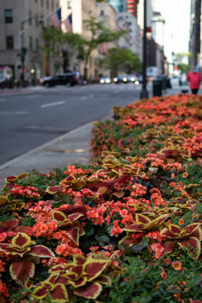 istock Fifth Avenue New York City Spring Flower Display 1340829069