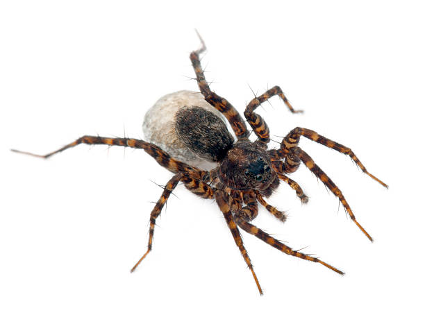 istock Female Pardosa lugubris carrying her egg-sac, white background. 134082928