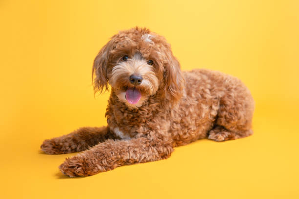 istock Mini goldendoodle, golden doodle puppy 1340829315
