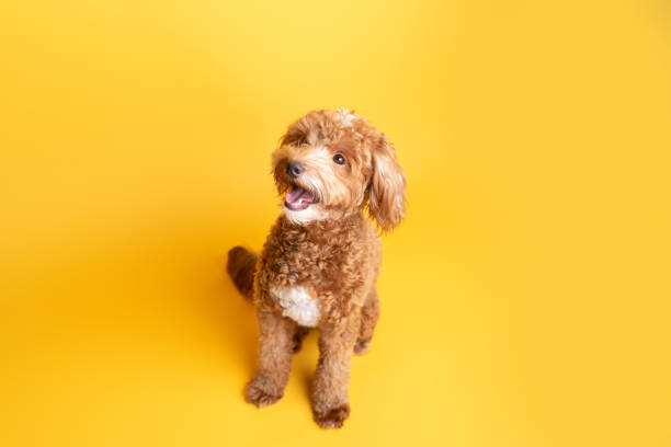 Mini goldendoodle, golden doodle puppy Mini goldendoodle, golden doodle puppy in a studio on yellow background goldendoodle stock pictures, royalty-free photos & images
