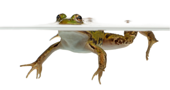 Edible Frog, Rana esculenta, in water in front of white background.