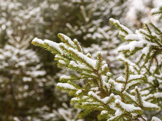 istock Green fir branches in winter covered with snow 1340830001