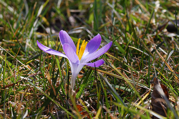 istock purple flower of spring 134083012