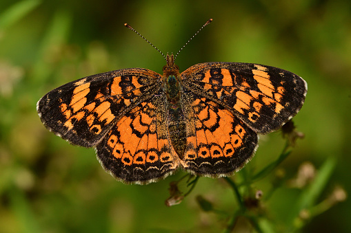 Close-up of resting pearl crescent butterfly (Phyciodes tharos) in late summer, taken in Connecticut. This common but beautiful North American butterfly is easy to overlook because of its small size (1\