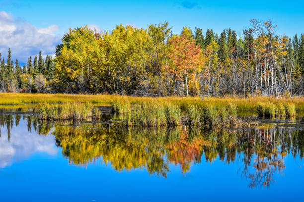 istock Fall Colors of Alaska With Lake Reflection 1340832852