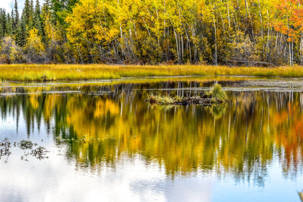 istock Fall Colors of Alaska With Lake Reflection 1340832861