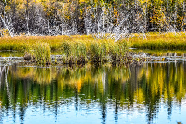istock Fall Colors of Alaska With Lake Reflection 1340832877