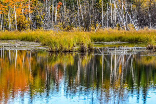 istock Fall Colors of Alaska With Lake Reflection 1340832880