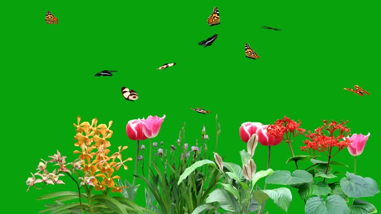 Flying butterflies in a garden with green screen background