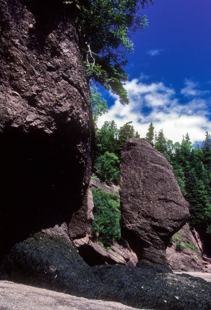 hopewell rocks - noble rock formation - 1985 - 1985 fotky - stock snímky, obrázky a fotky