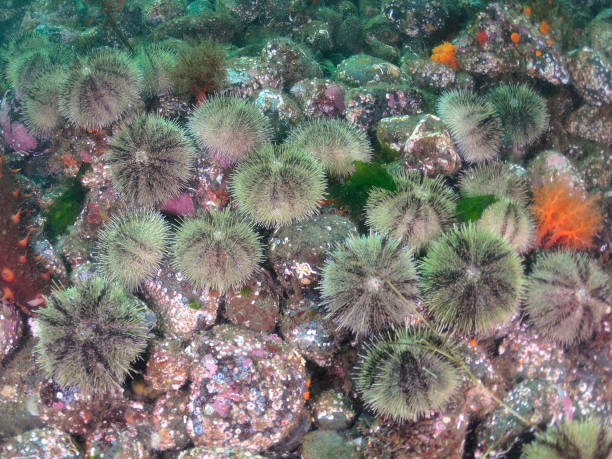 gruppo di ricci di mare verdi - green sea urchin immagine foto e immagini stock