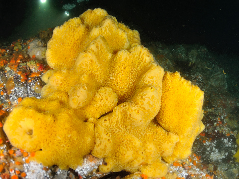 An underwater image of a yellow sponge