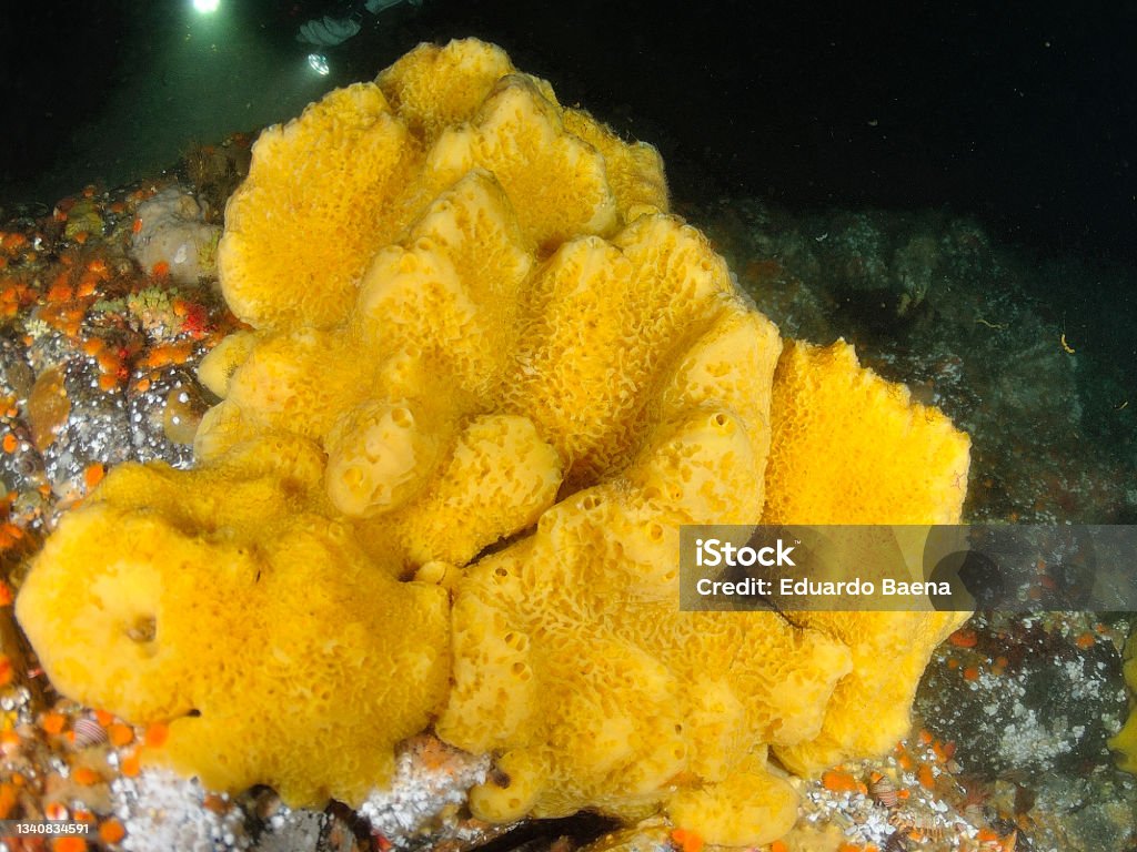 Yellow sea sponge An underwater image of a yellow sponge Sponge - Aquatic Animal Stock Photo