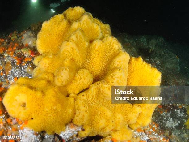 Yellow Sea Sponge Stock Photo - Download Image Now - Sponge - Aquatic Animal, Sea, Animal