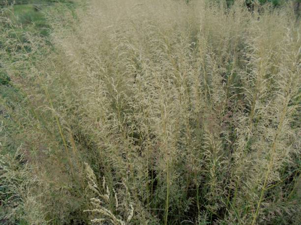 istock Imperata cylindrica Raeusch 1340835487