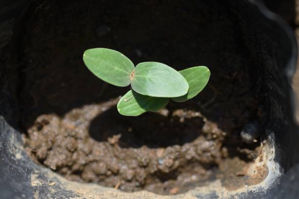 istock Cucumber cultivation in the vegetable garden. 1340836142