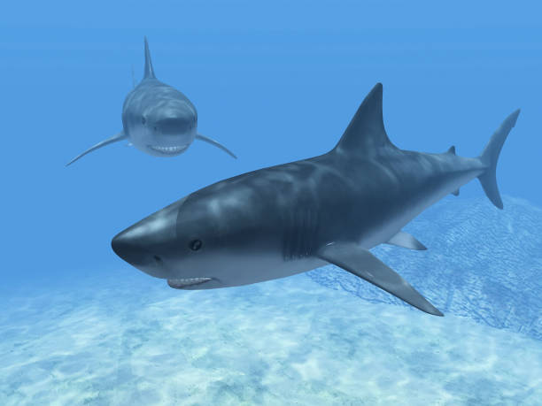 istock sharks  in the blue water 1340837417