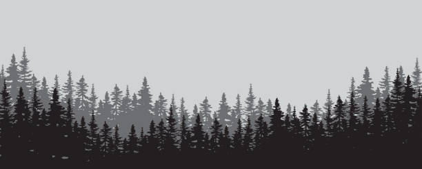 Print Mist valley. Trees silhouette. Nature landscape. Environment background. Decor art. Vector illustration. Stock image. EPS 10. pine trees silhouette stock illustrations