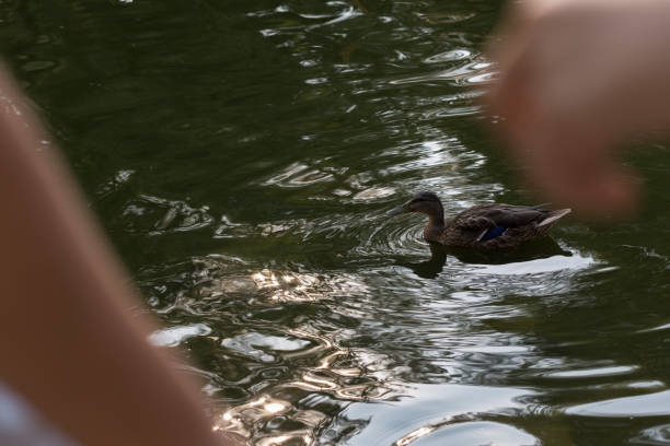istock A duck swims on a pond in a city park 1340841390
