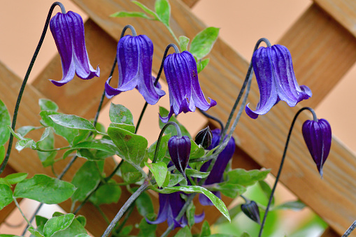 Clematis flowers. Ranunculaceae deciduous vine toxic plants. Flowering season is from April to October.