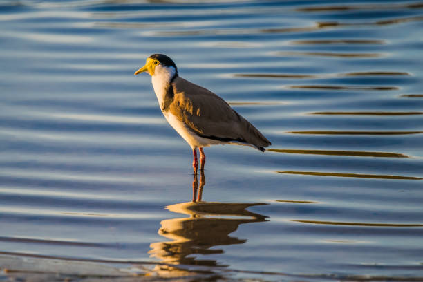 Masked Lapwing also known as a Plover bird at Woy Woy, NSW, Australia.