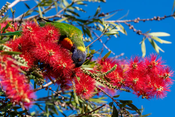 istock Springtime with the Rainbow Lorikeet and the bottlebrush flowers 1340843995