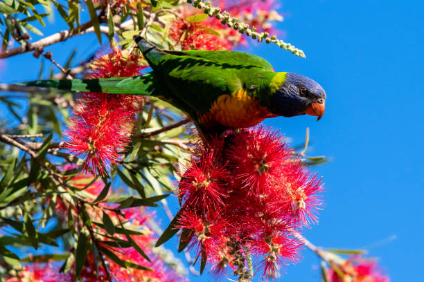istock Springtime with the Rainbow Lorikeet and the bottlebrush flowers 1340844027