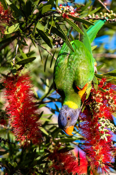 istock Springtime with the Rainbow Lorikeet and the bottlebrush flowers 1340844029