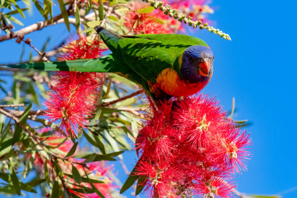 istock Springtime with the Rainbow Lorikeet and the bottlebrush flowers 1340844030