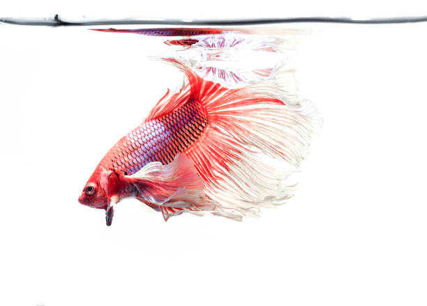 istock Siamese fighting fish,Betta splendens, red fish swimming in the aquarium with bubbles, White background, Halfmoon Betta,. 1340844834