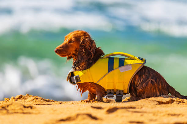 Dachshund at the beach with life jacket stock photo
