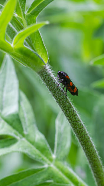 istock beetle in the green grass. The wild nature. Insects 1340848812