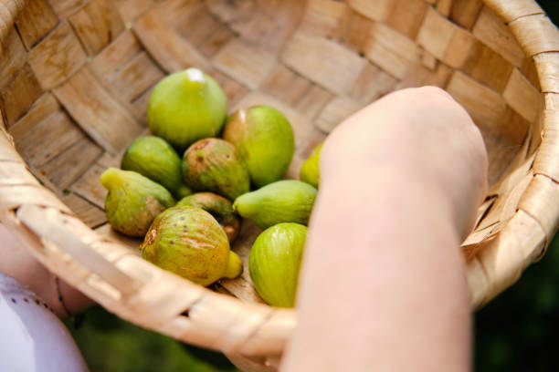 istock Hand putting figs in wicker basket 1340849641