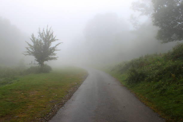 the road turns and gets lost in the mist. There are a few trees and some vegetation disappearing into the fog.