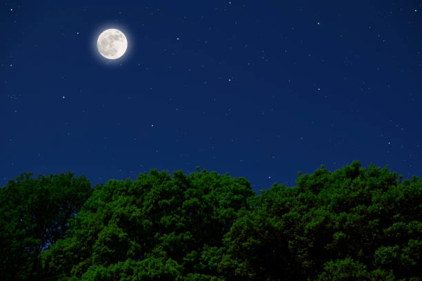 istock Full moon rising over the forest trees. 1340849753