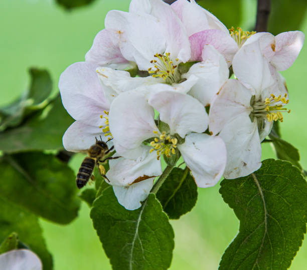 istock apple tree blooms in the garden. bees collect nectar and pollen 1340850013