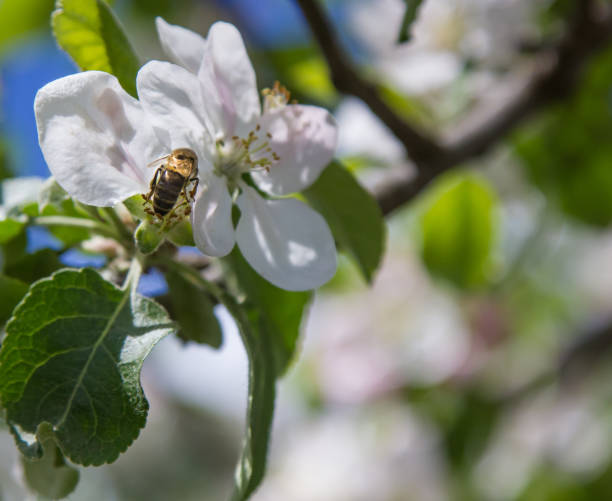 istock apple tree blooms in the garden. bees collect nectar and pollen 1340850022