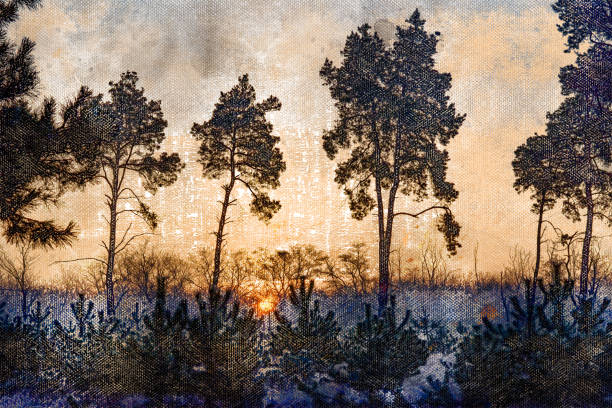 Sunset in a winter pine forest. The orange sun is setting over t